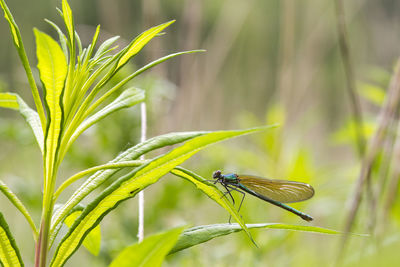 Close-up of insect on plant