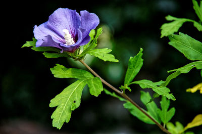 Close-up of purple flowering plant