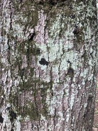 Full frame shot of tree trunk