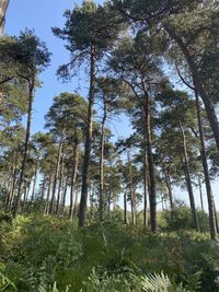 Low angle view of trees in forest against sky