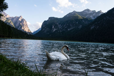 Swan in lake against mountain range