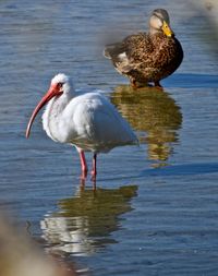 American white ibis and mallard duck at lake