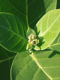 Close-up of plant