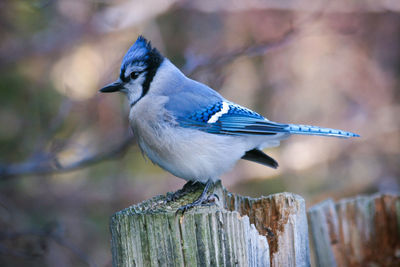 Close-up of bird perching on wooden post