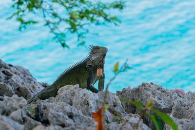 Close-up of lizard on rock