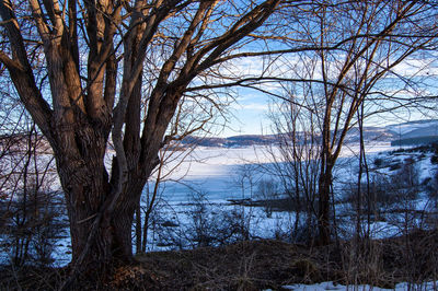 Bare trees by lake against sky during winter