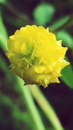 Close-up of yellow flowers blooming