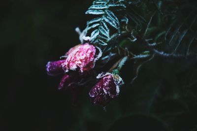 Close-up of pink flower