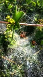 Plants growing in forest