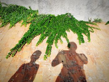 Shadow of ivy on wall