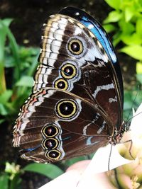 Close-up of butterfly