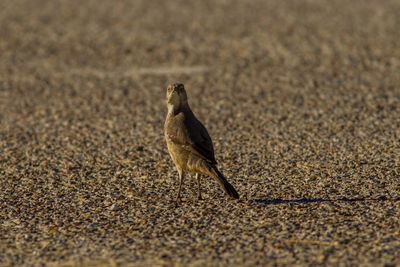 Side view of a bird on sand
