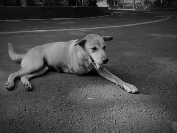 Close-up of dog sitting outdoors