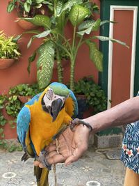 Midsection of man eating bird perching on hand