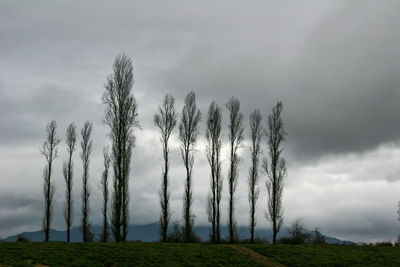 Trees on field against sky