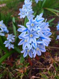 Close-up of purple flowers blooming