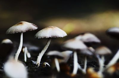 Close-up of mushroom growing on field