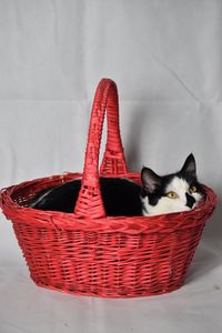 Portrait of cat relaxing in basket at home