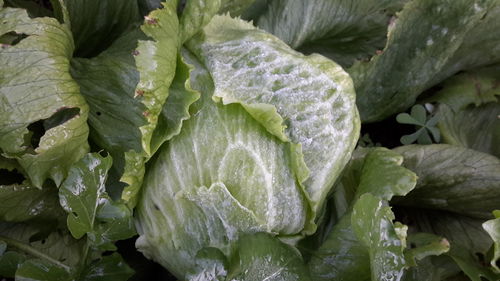 Close-up of frost on plant