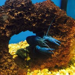Close-up of blue turtle