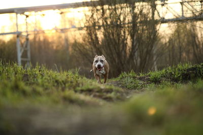 Dog running on field during sunset