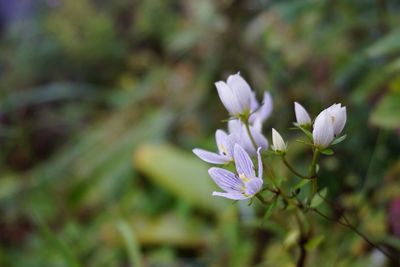 Close-up of flowers blooming outdoors