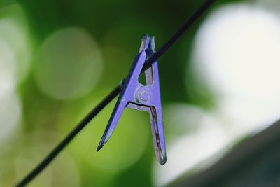 Close-up of clothespins hanging on clothesline