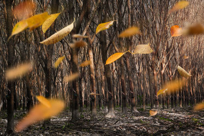 Close-up of yellow plants growing on field