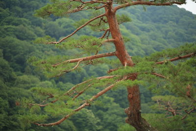 Trees in forest