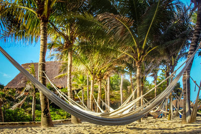 Palm trees on beach against sky