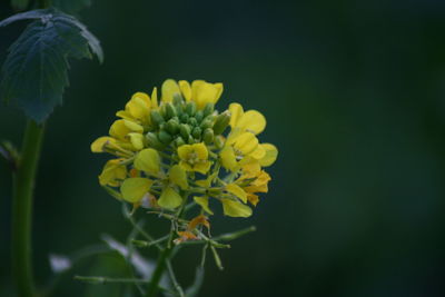 Close-up of yellow flowers blooming outdoors