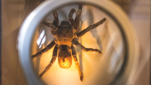 Close-up of spider under magnifying glass