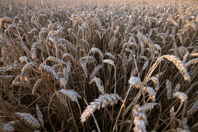 Close-up of wheat growing on field