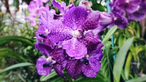 Close-up of purple flowers blooming outdoors