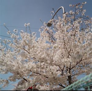 Low angle view of cherry blossom tree