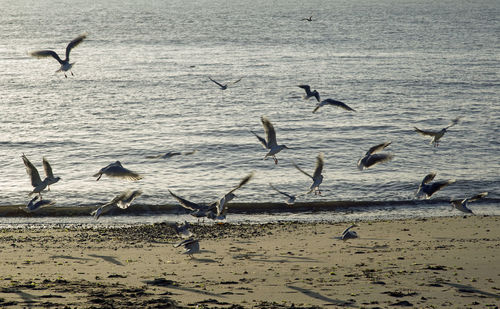 Seagulls flying over sea against sky