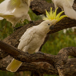 Close-up of birds perching on branch