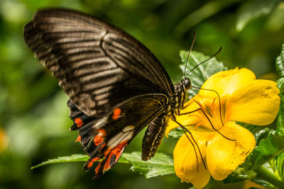 Close-up of butterfly on yellow flower