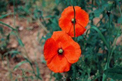 High angle view of orange flower on field