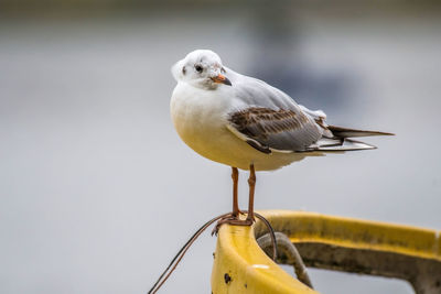 Close-up of seagull perching on railing