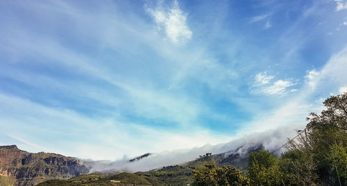 Low angle view of trees against sky