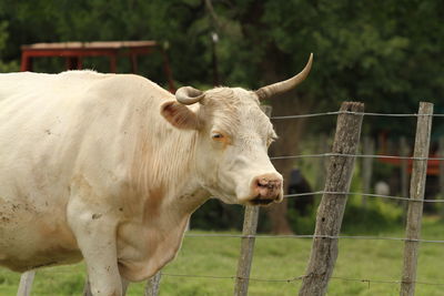 Cow grazing in a field