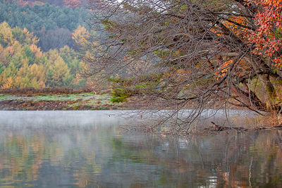 Scenic view of lake in forest during autumn