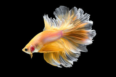 Close-up of fish swimming in sea