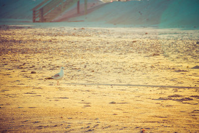 Seagulls on beach