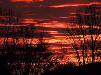 Silhouette trees in forest against orange sky