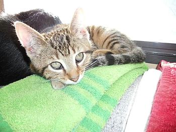 Close-up of cat relaxing on bed
