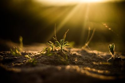 Close-up of plant in the rays of sunset