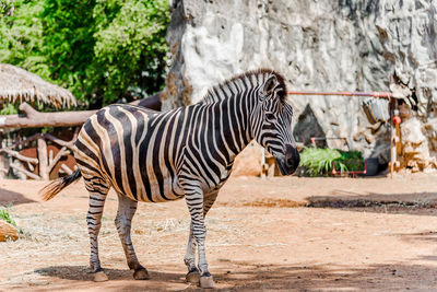Zebra standing against trees
