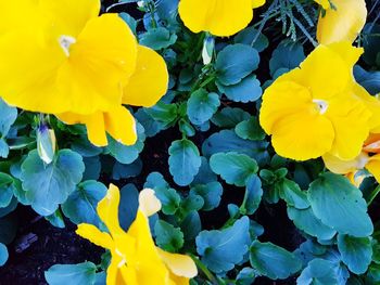 Close-up of yellow daffodil flowers